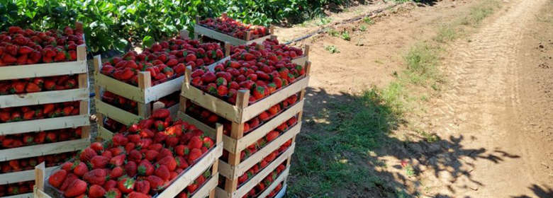 摘んだものを積まれたいちごの様子