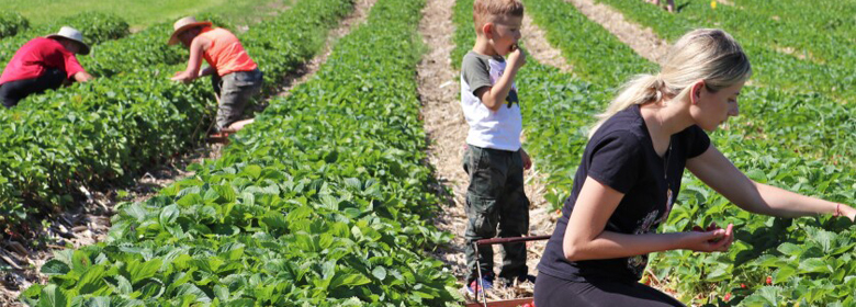 かわいいスタッフのお子様もいる、現地農園