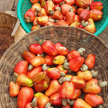 “完熟カシューナッツ”