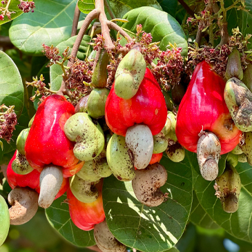 “完熟カシューナッツ”