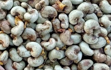 “採れたてのカシューナッツ”