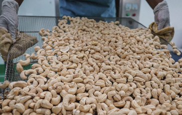 “ローストされるカシューナッツ”