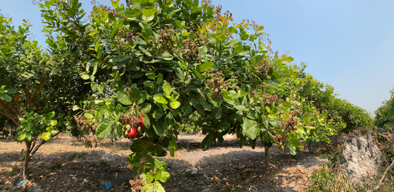 カンボジア産カシューナッツの農園