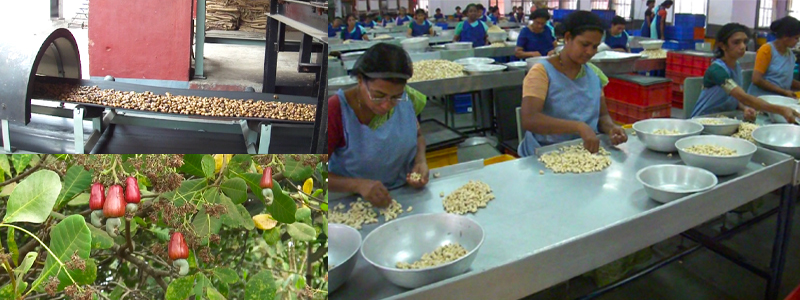 カシューナッツ工場の様子