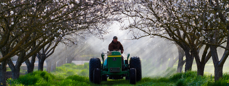 アーモンド畑の様子