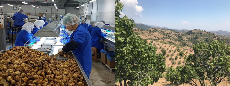 いちじく工場と畑の様子