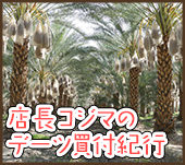 デーツ買付紀行　第１章：小島屋が行く　デーツ畑視察ツアー